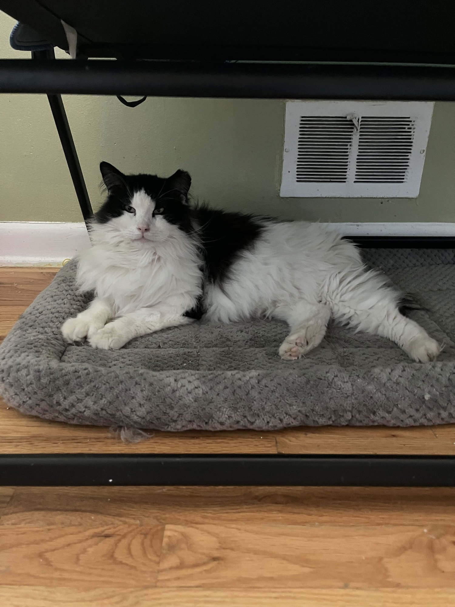 Crossandra + Lobelia - Photo 3