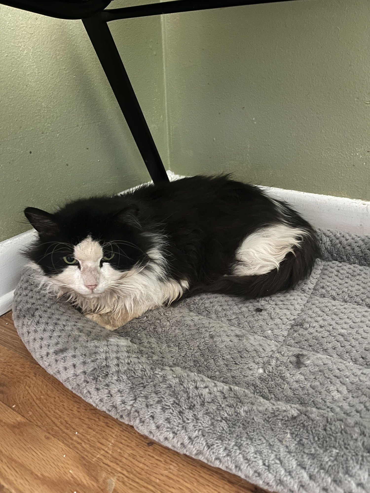 Crossandra + Lobelia - Photo 4