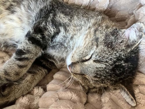 MR. CHEEKS - Domestic Short Hair / Tabby available for adoption
