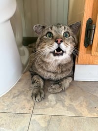 Mr. Cheeks - Photo 1