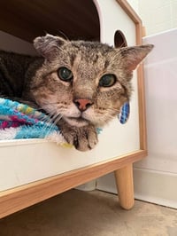 Mr. Cheeks - Photo 4