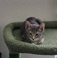 Wayward - Photo 2