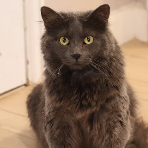 ATOMIC KITTEN - Domestic Medium Hair / Russian Blue available for adoption