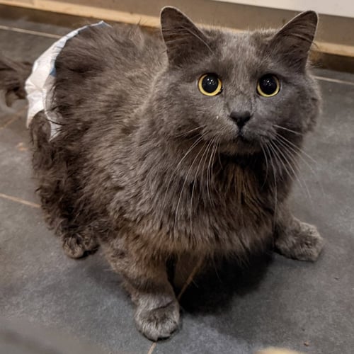 ATOMIC KITTEN - Domestic Medium Hair / Russian Blue available for adoption