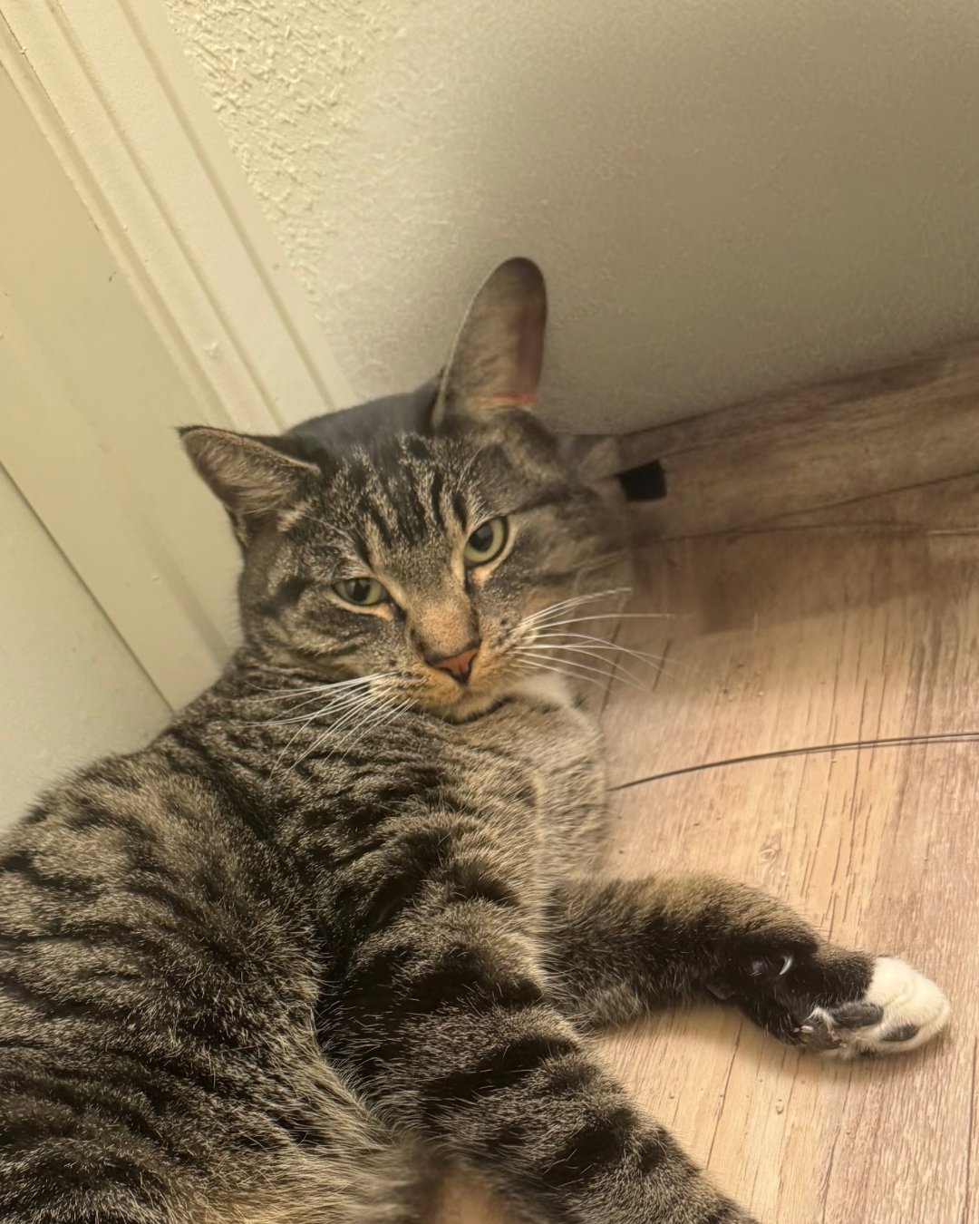 BURKE - Domestic Short Hair available for adoption