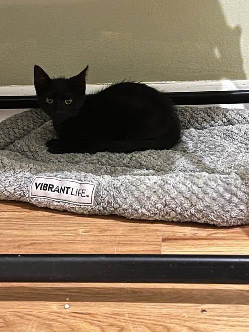 JINGLE BELL - Domestic Short Hair for adoption in Aurora