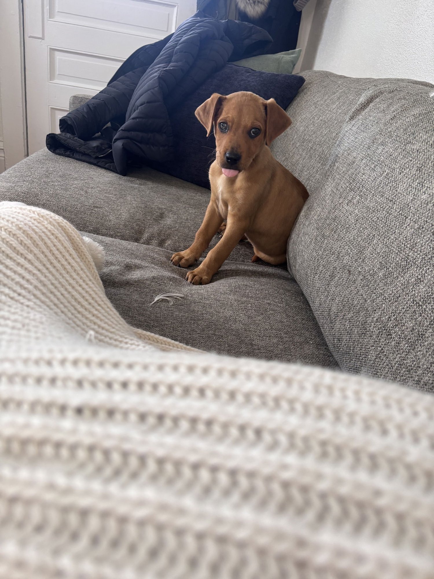 BISCUIT #2 - Australian Shepherd available for adoption