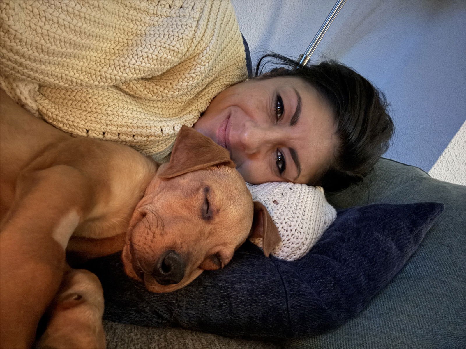 BISCUIT #2 - Australian Shepherd available for adoption