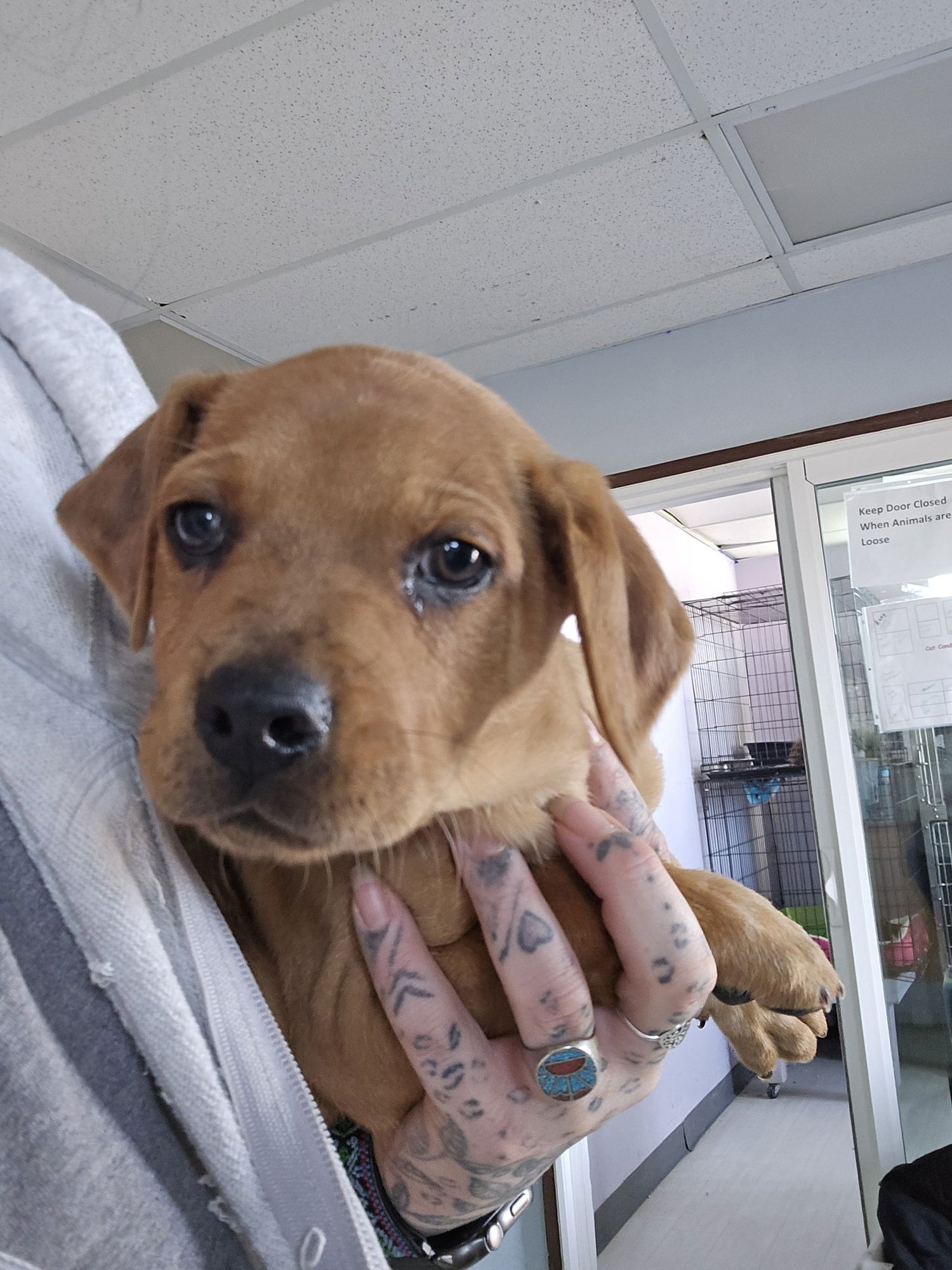 Biscuit #2 - Photo 5