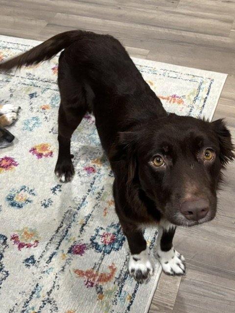 BROWNIE #11 - Australian Shepherd available for adoption