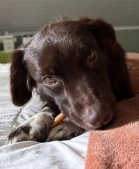 Brownie #11 - Photo 3
