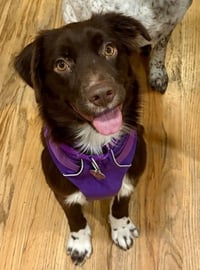 Brownie #11 - Photo 1