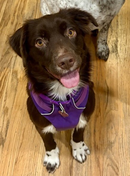 BROWNIE #11 - Australian Shepherd available for adoption