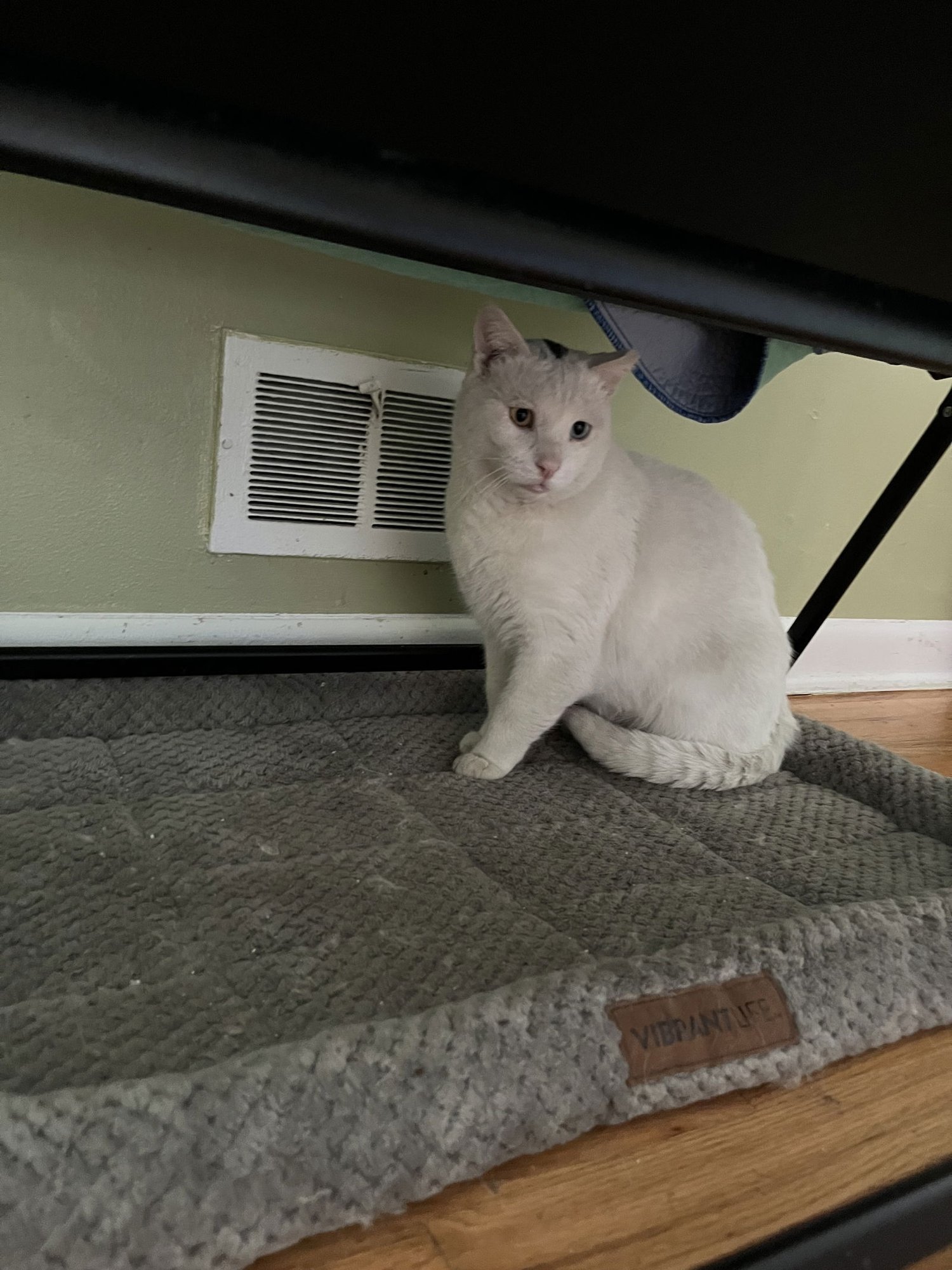 NEMESIA - Domestic Short Hair available for adoption