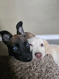 Zuri #1 - Photo 6
