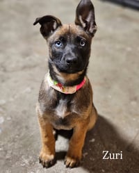 Zuri #1 - Photo 5