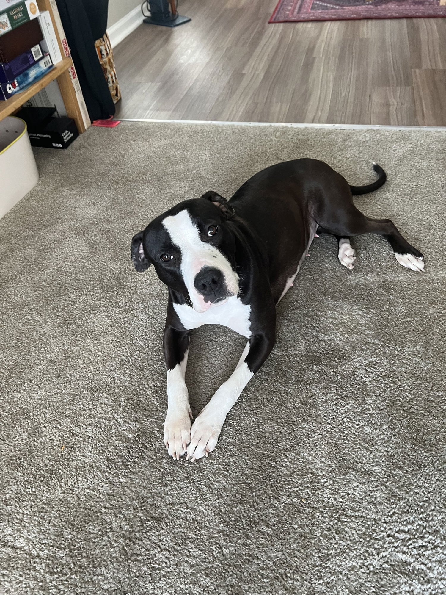 TINSEL TOES #1 - Pit Bull Terrier available for adoption