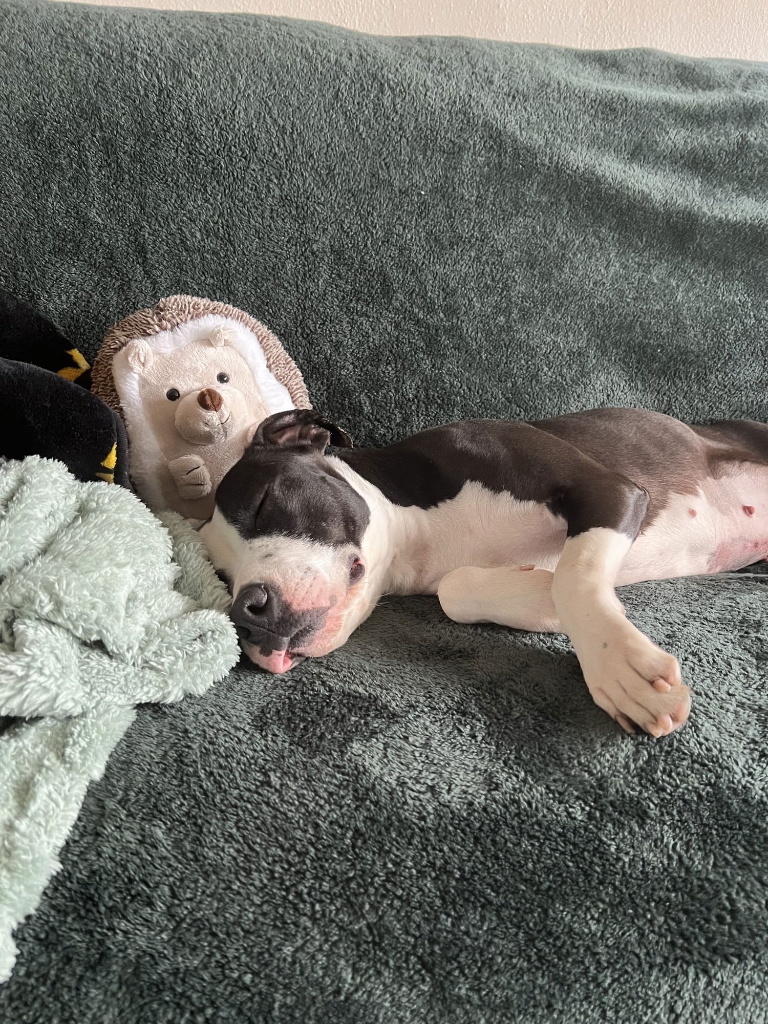 TINSEL TOES #1 - Pit Bull Terrier available for adoption