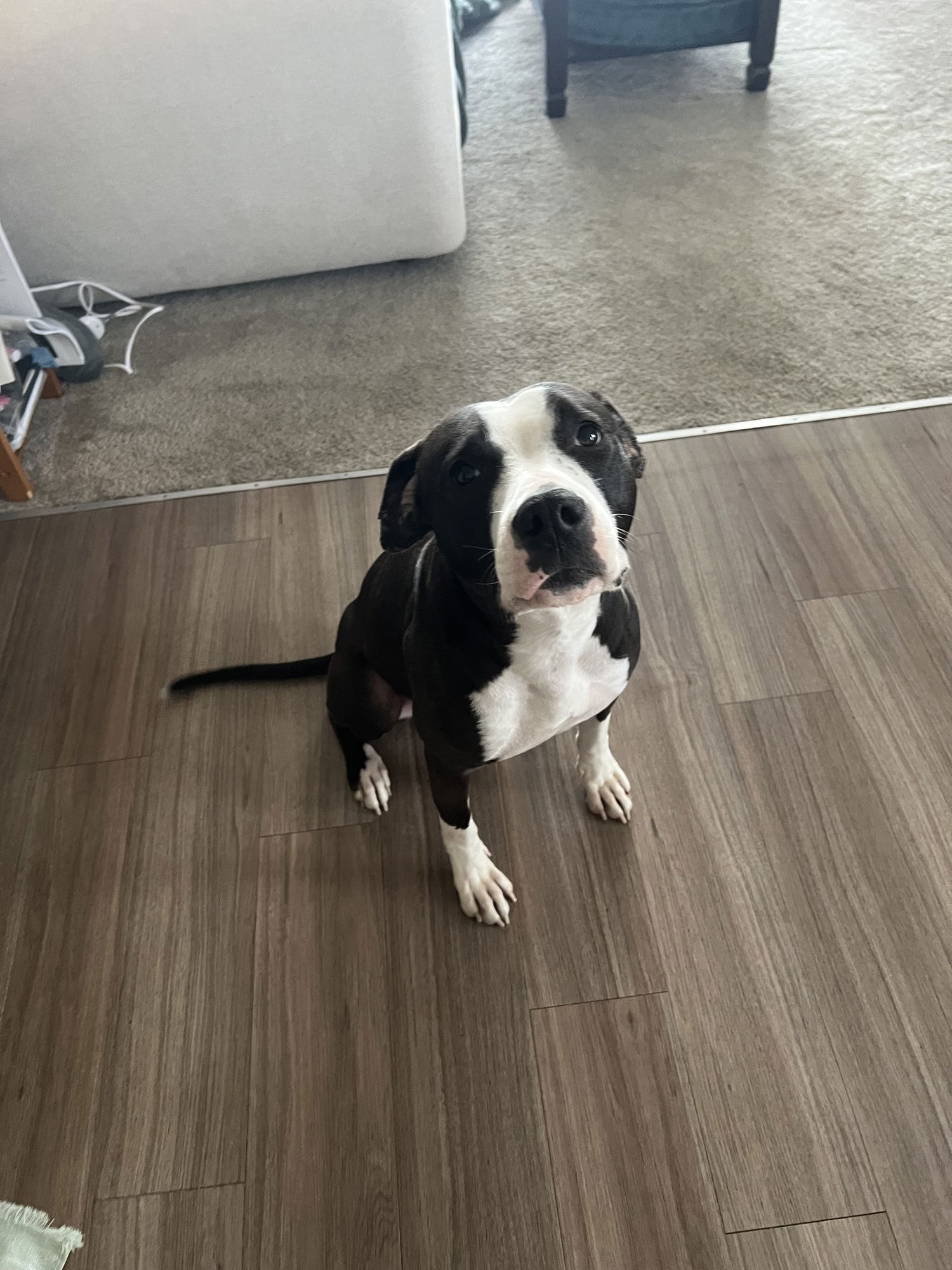 Tinsel Toes #1 - Photo 3