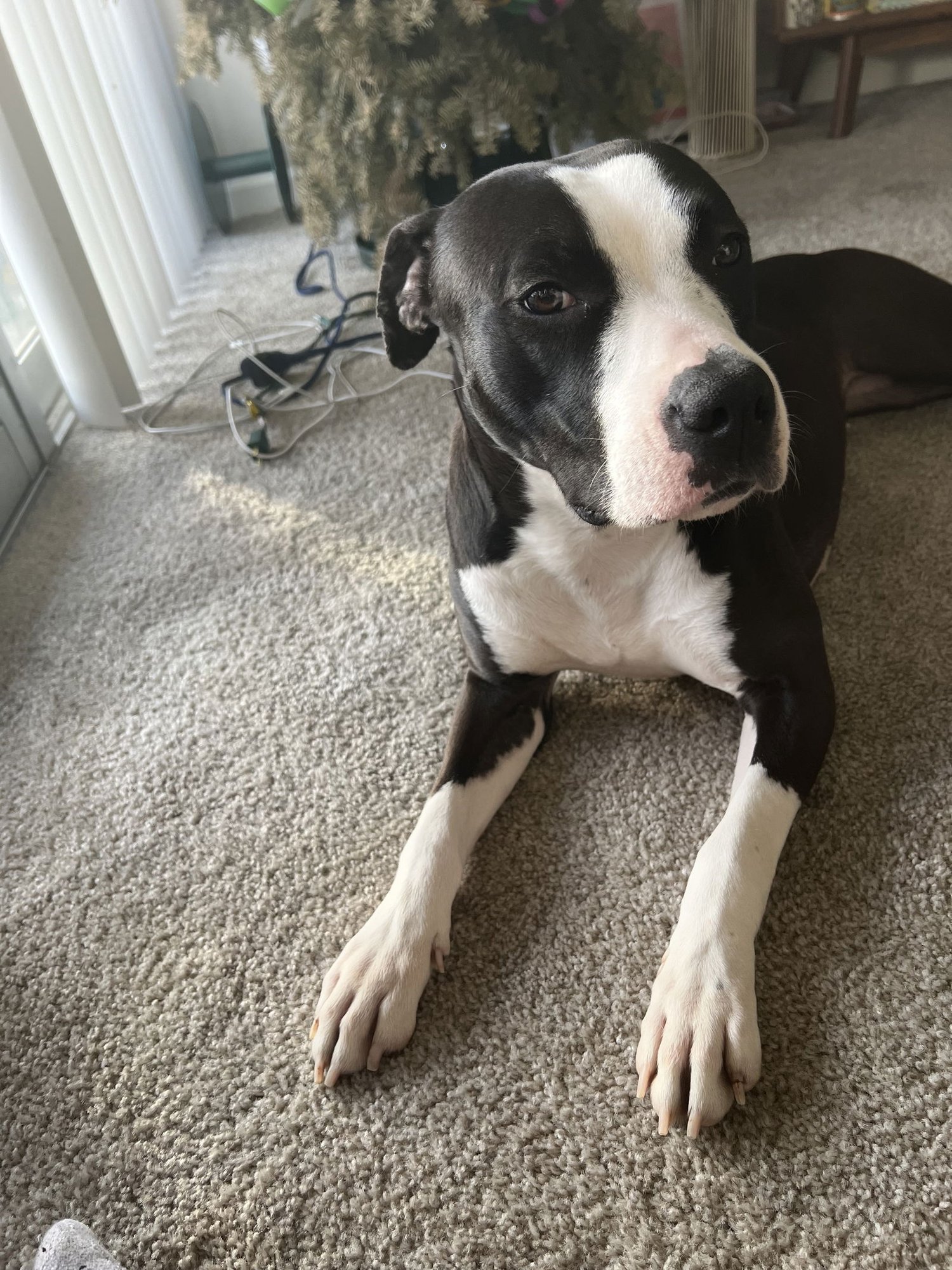 Tinsel Toes #1 - Photo 4