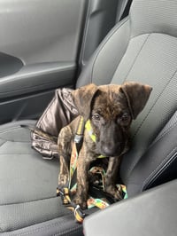Bentley #4 - Photo 4
