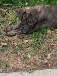 Bentley #4 - Photo 3