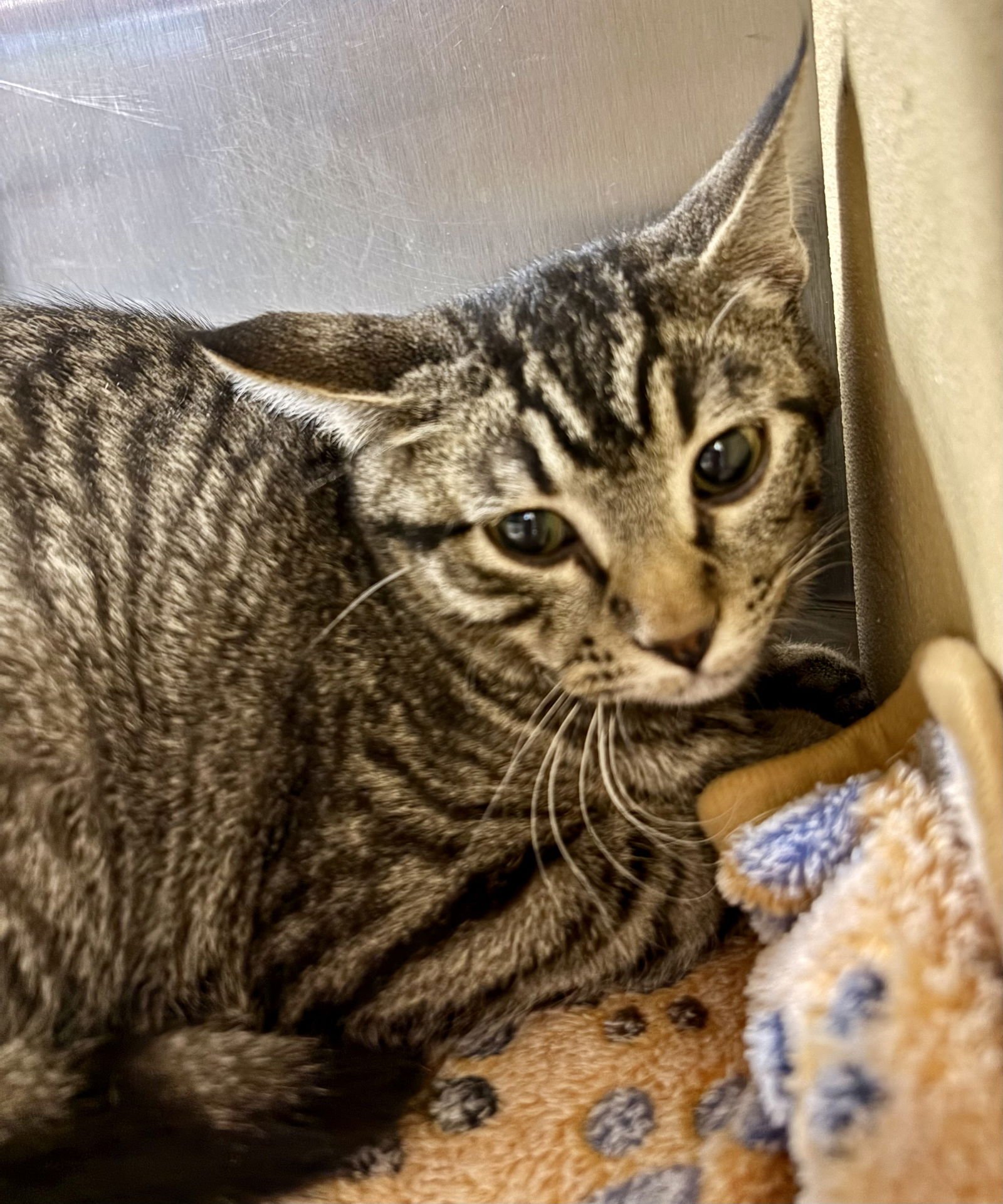 SUGAR - Domestic Short Hair available for adoption