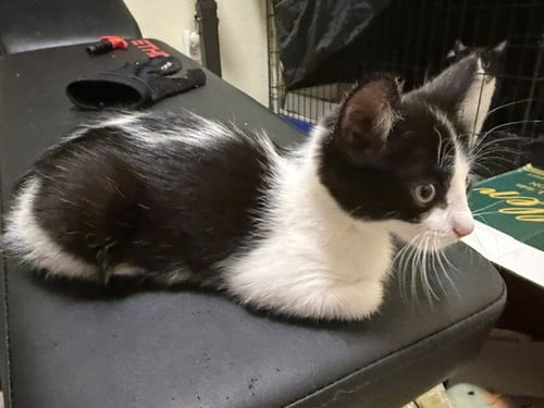 YIN - Domestic Short Hair available for adoption