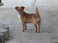 VIJA #1 - Chihuahua for adoption in Aurora