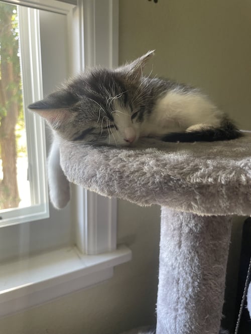 BADGER - Domestic Short Hair available for adoption