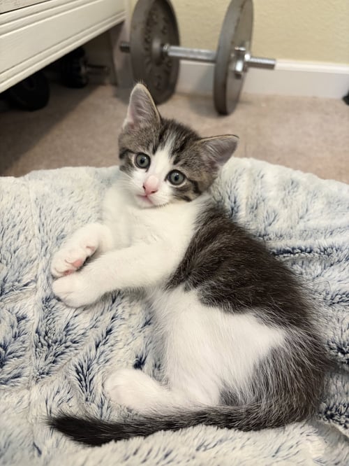BADGER - Domestic Short Hair available for adoption