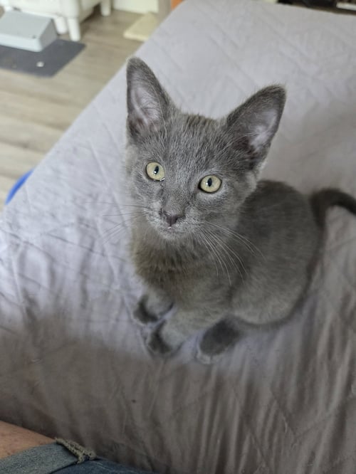 STELLAN - Domestic Short Hair for adoption in Aurora