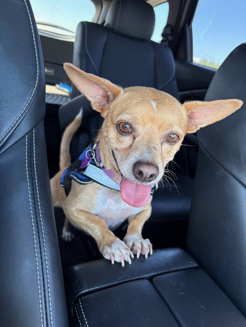 MJ #2 - Chihuahua for adoption in Aurora
