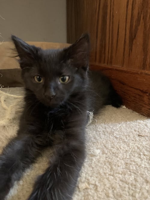 OTIS - Domestic Long Hair for adoption in Aurora