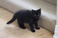 Otis - Photo 4