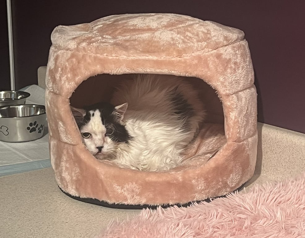Lacey Image