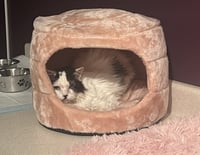 Lacey - Photo 1