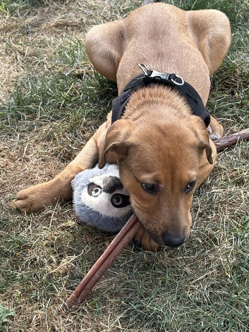 BENZO #1 - Labrador Retriever available for adoption