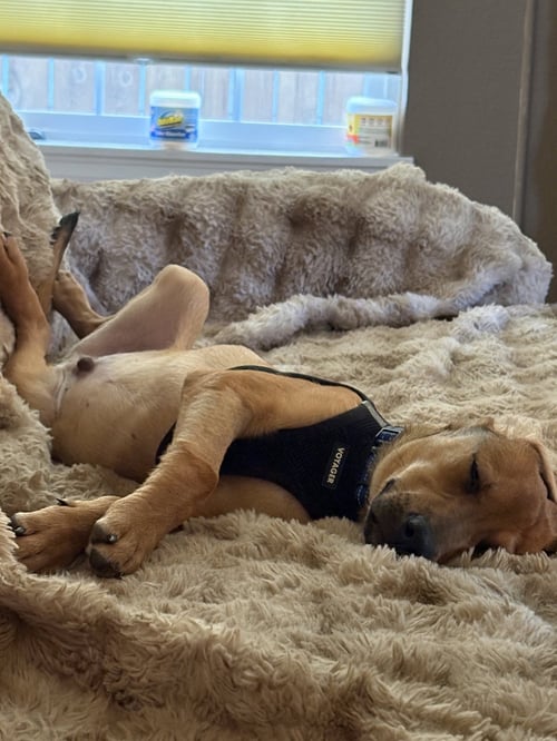 BENZO #1 - Labrador Retriever available for adoption
