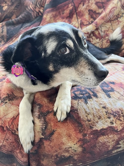 LEFT EYE #1 - German Shepherd Dog / Great Pyrenees available for adoption