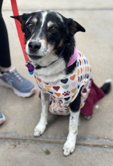 LEFT EYE #1 - German Shepherd Dog / Great Pyrenees available for adoption