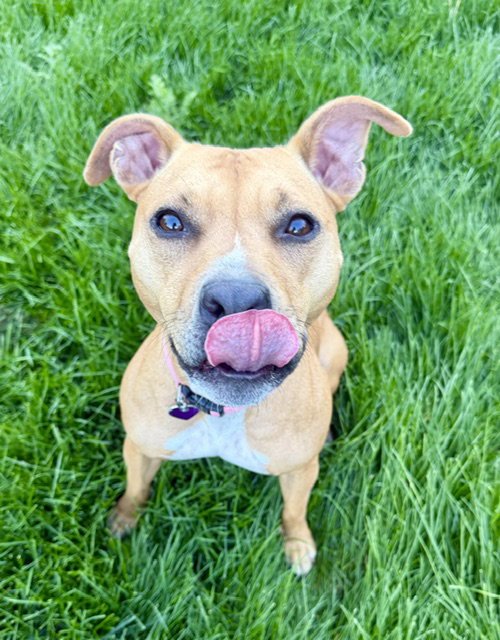 MEADOW #2 - Labrador Retriever / Terrier available for adoption