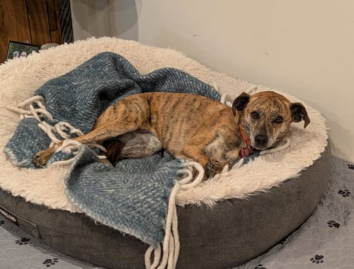 ROSIE #10 - Unknown available for adoption