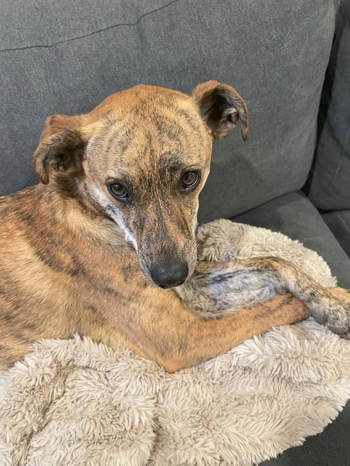 ROSIE #10 - Unknown available for adoption