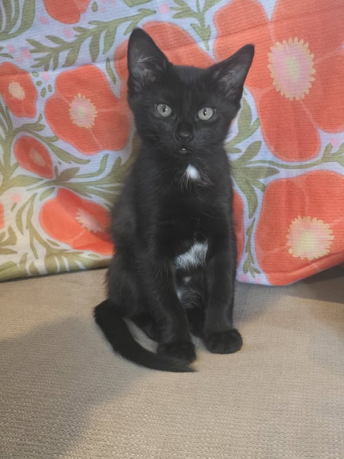 APOSTROPHE - Domestic Short Hair available for adoption