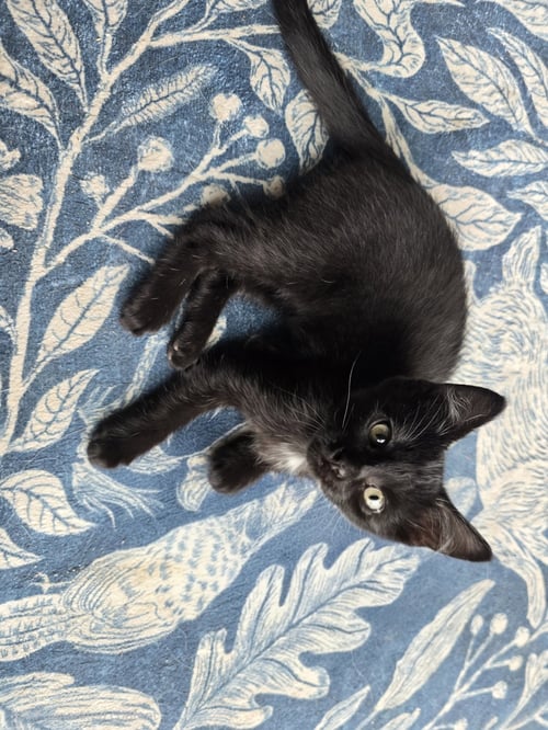 APOSTROPHE - Domestic Short Hair available for adoption