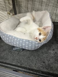 Elmer - Photo 1