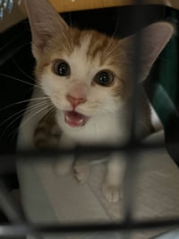 Elmer - Photo 4