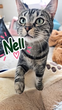 Nell and Theodora (bonded) - Photo 1