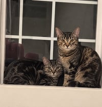 Nell and Theodora (bonded) - Photo 2